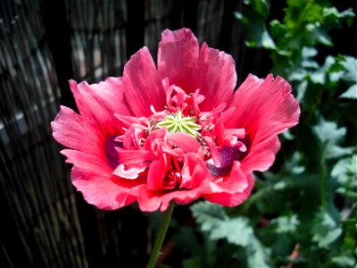 A red/pink Opium Poppy (papaver somniferum) in flower. photo