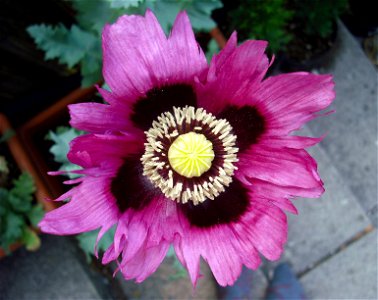 A purple/pink Opium Poppy (papaver somniferum) in flower.