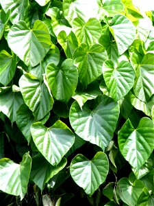Leaves of T. cordifolia. 