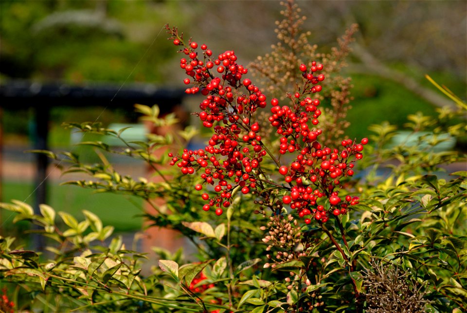 Nandina domestica at the Aotea Lagoon