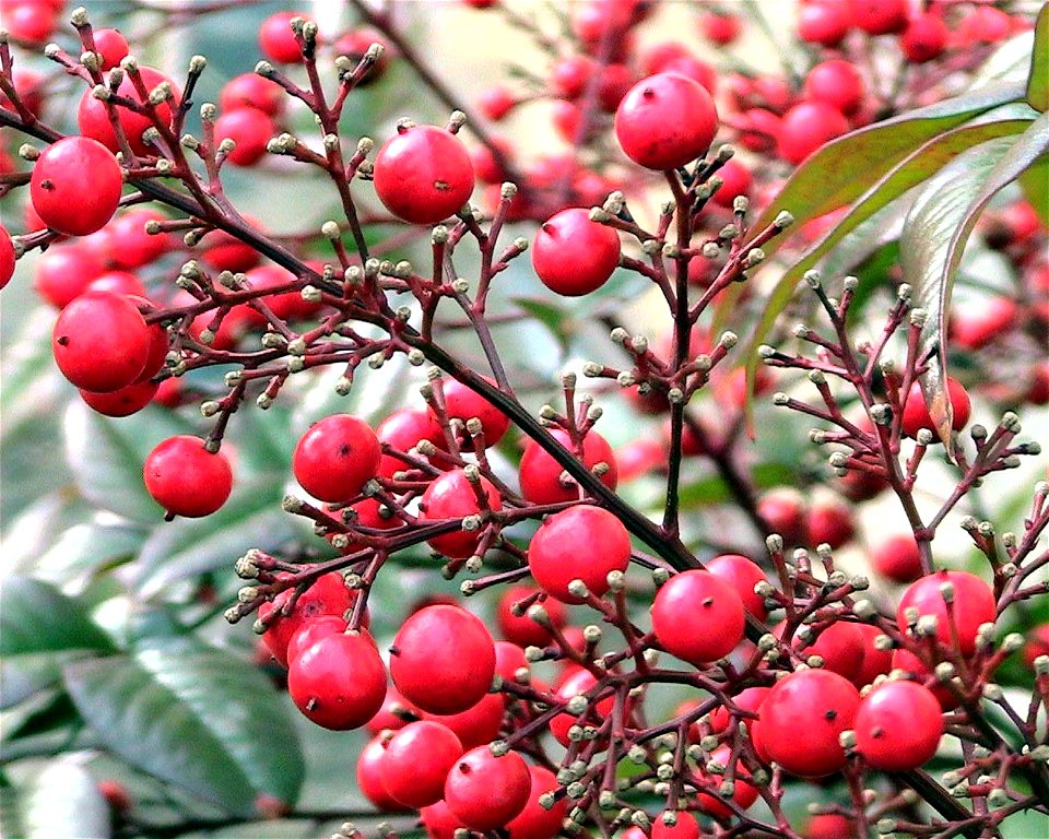 Image title: Nandina bush with ripe berries
Image from Public domain images website, http://www.public-domain-image.com/full-image/flora-plants-public-domain-images-pictures/fruits-public-domain-image