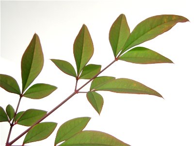 Nandina domestica