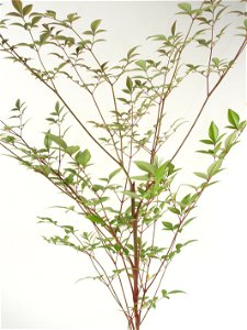 Nandina domestica photo