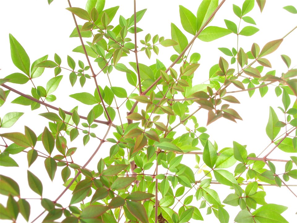 Nandina domestica