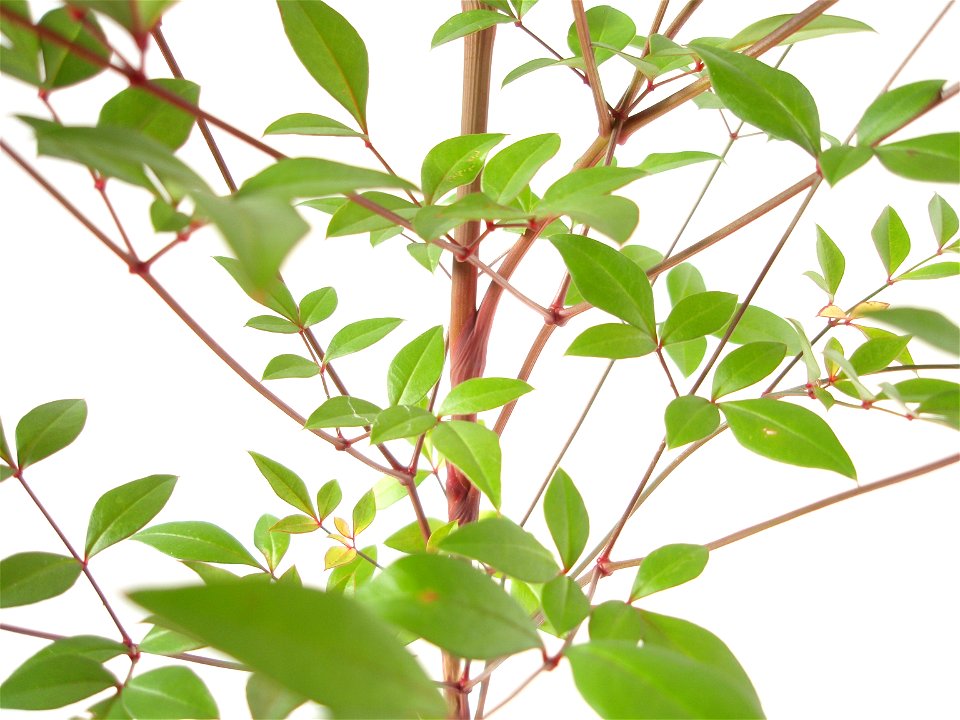 Nandina domestica