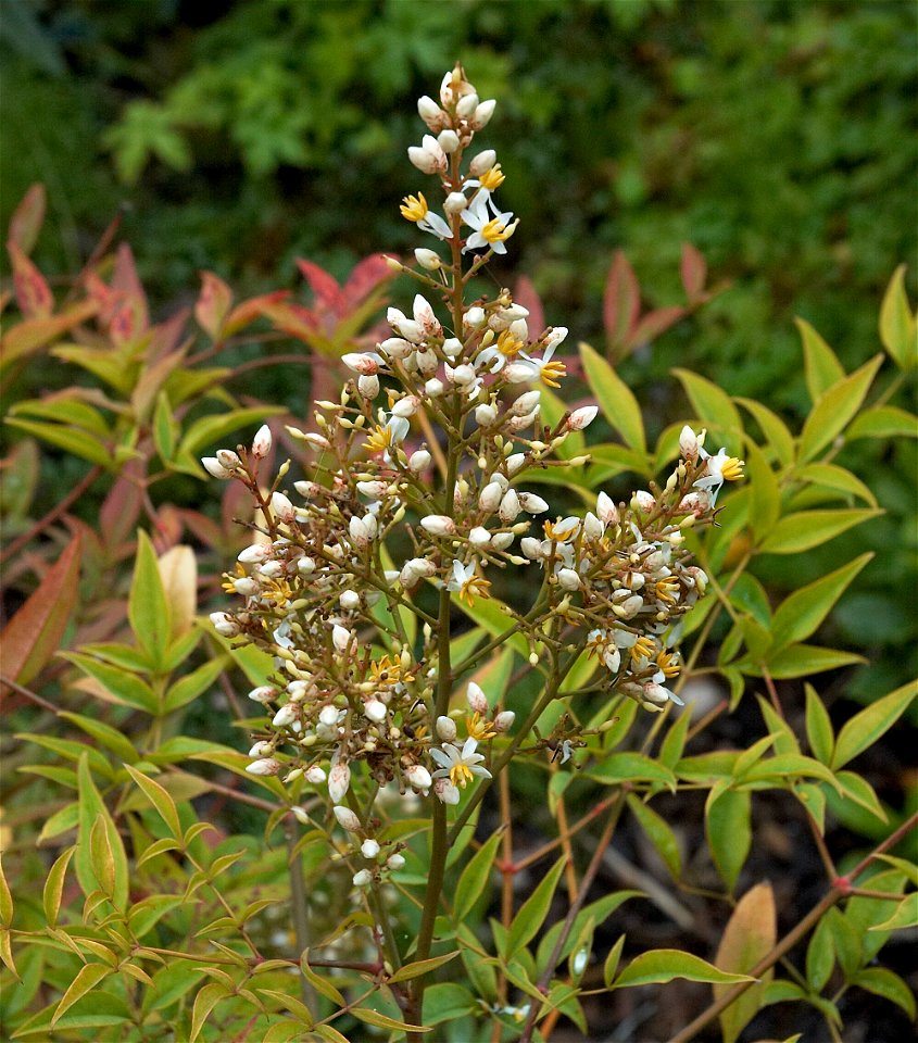 Heavenly bamboo or Sacred bamboo