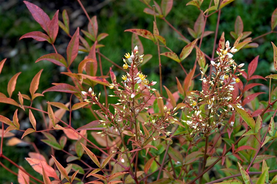 Heavenly bamboo or Sacred bamboo