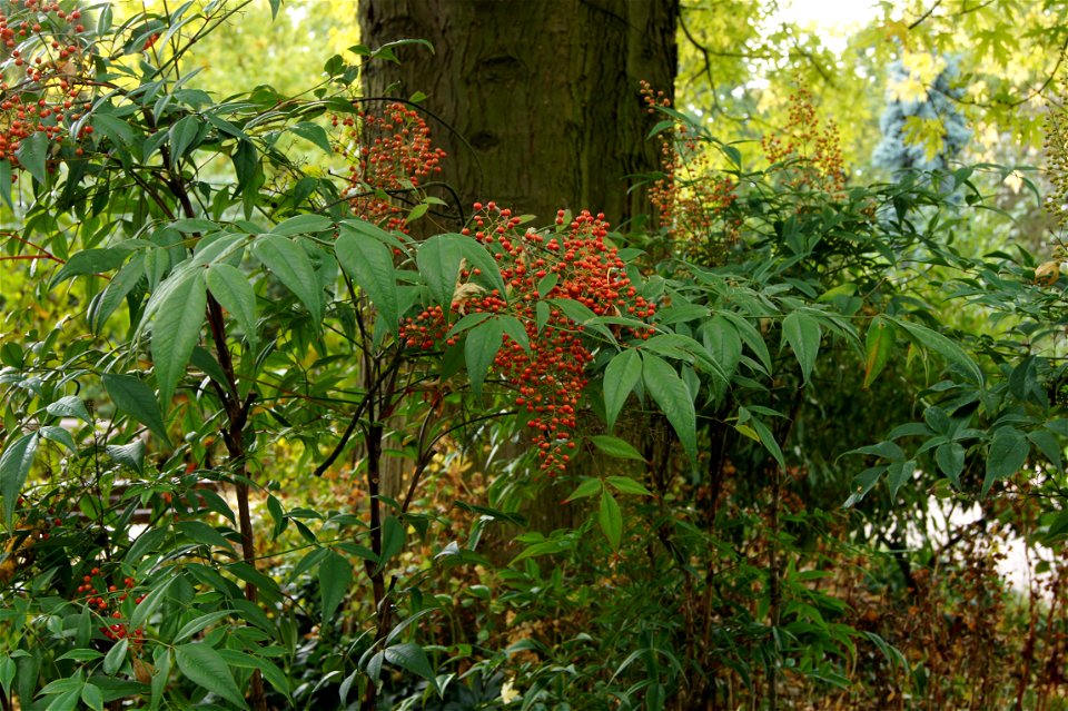Nandina domestica in Parc Floral de Paris, autumn 2010