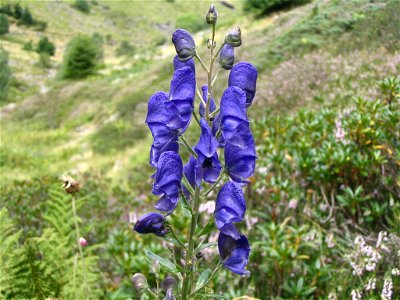 Aconitum napellus