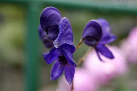 Aconitum sp., probable Aconitum henryi photo