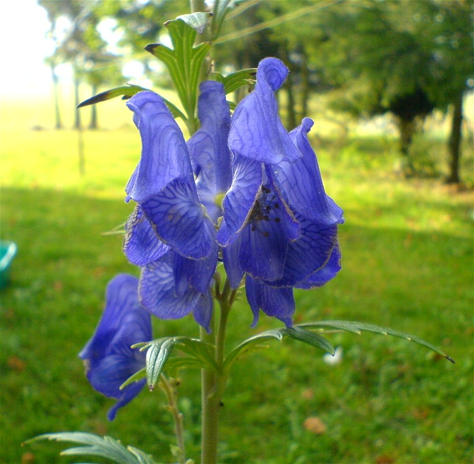 Blauer Eisenhut, St. Oswald, Niederbayern  (Gabl)