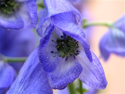 Detailaufnahme des blauen Eisenhutes (Aconitum napellus).