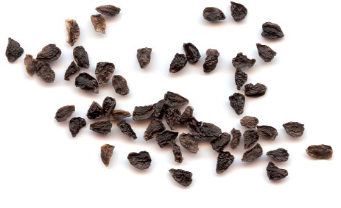Self made scan of the seeds of Aconitum nepellus, made 01/2008.