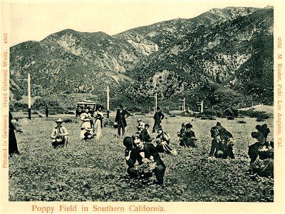 Southern California; Poppy Field in Southern



 
This postcard is from publisher Brück & Sohn in Meißen (de:Brück & Sohn).This postcard has a unique number 04937 and is available in a higher 