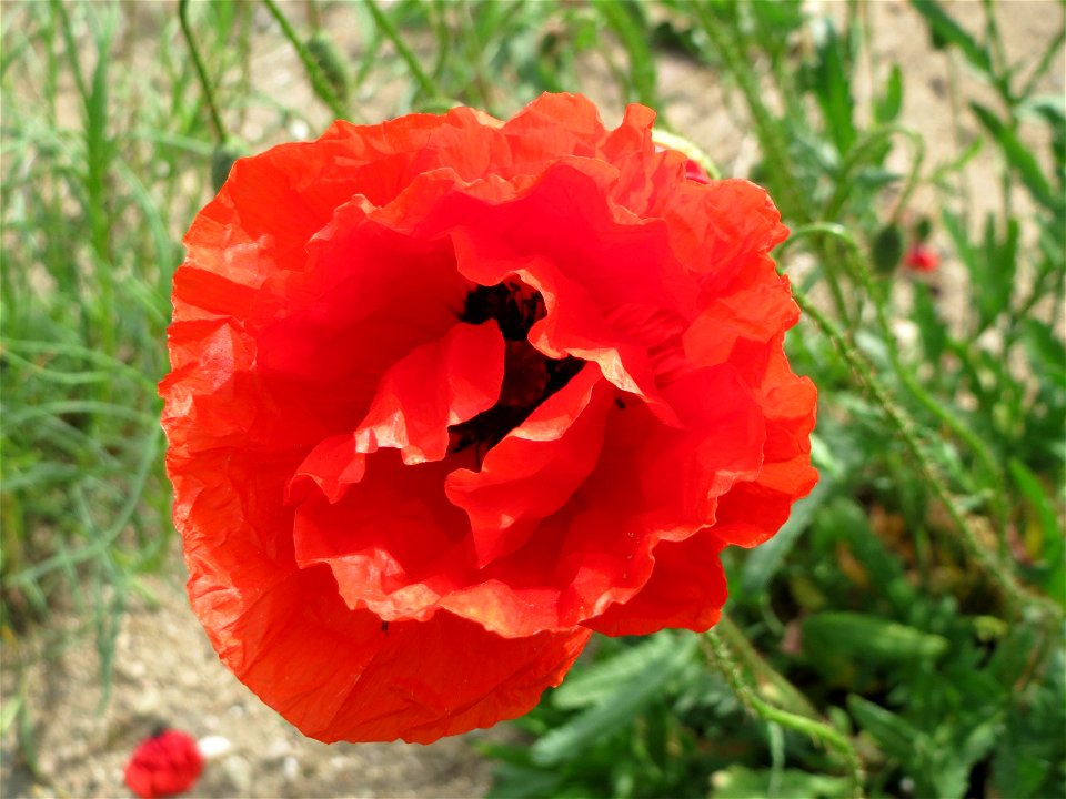 Klatschmohn (Papaver rhoeas) in Hockenheim