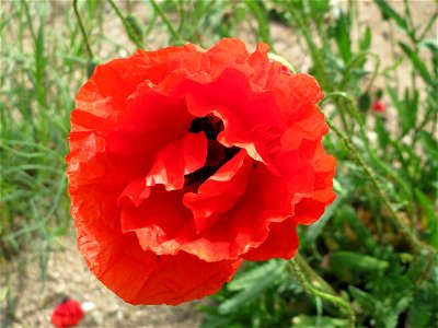 Klatschmohn (Papaver rhoeas) in Hockenheim