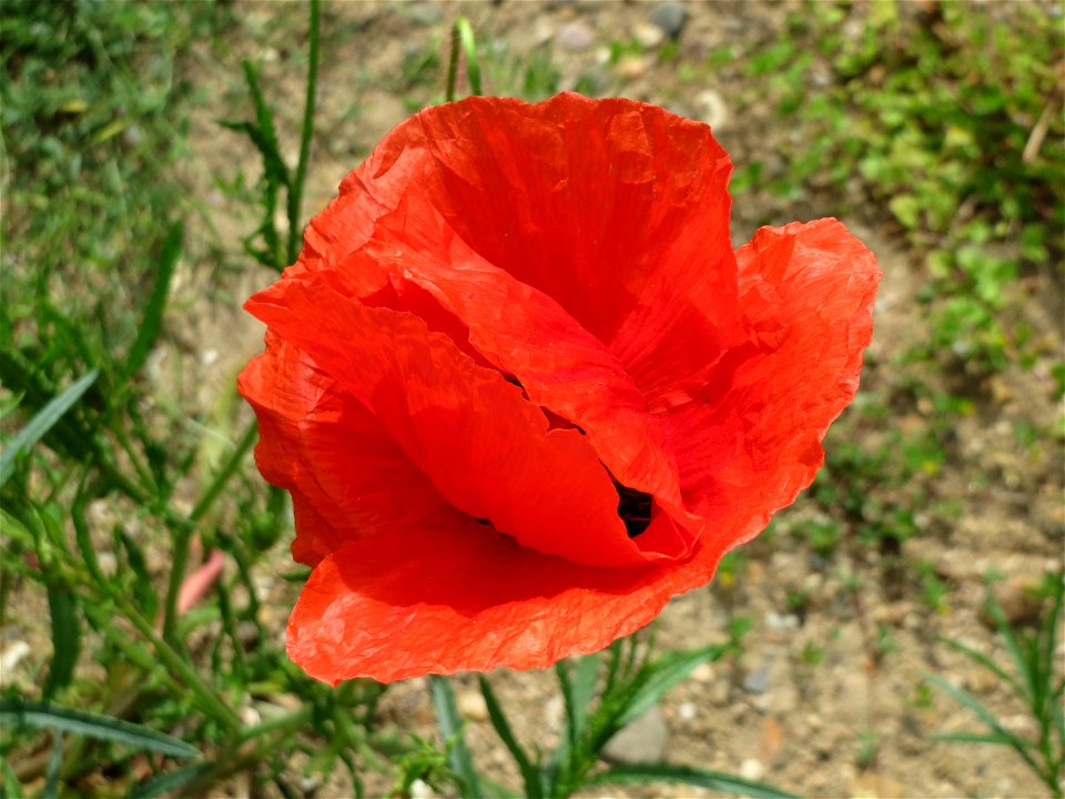 Klatschmohn (Papaver rhoeas) in Hockenheim