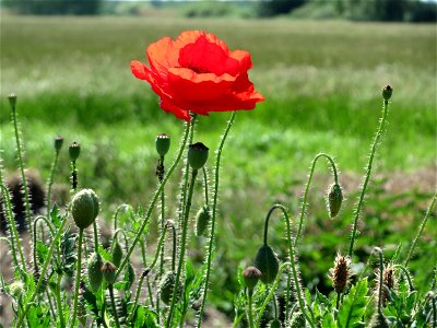 Klatschmohn (Papaver rhoeas) in den Horststückern im Landschaftsschutzgebiet Hockenheimer Rheinbogen