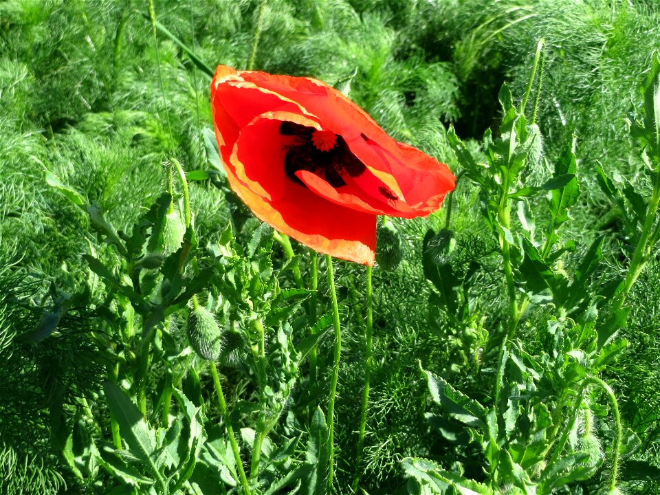 Klatschmohn (Papaver rhoeas) im Landschaftsschutzgebiet Hockenheimer Rheinbogen