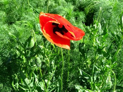 Klatschmohn (Papaver rhoeas) im Landschaftsschutzgebiet Hockenheimer Rheinbogen