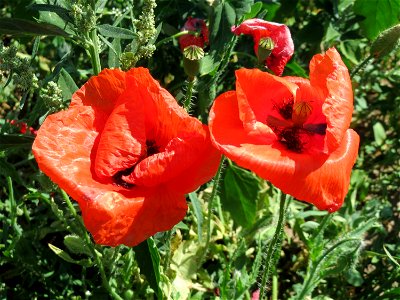 Klatschmohn (Papaver rhoeas) bei Hockenheim photo