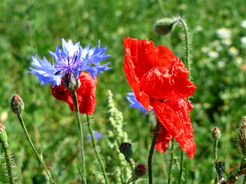 Klatschmohn (Papaver rhoeas) und Kornblume (Centaurea cyanus) bei Hockenheim