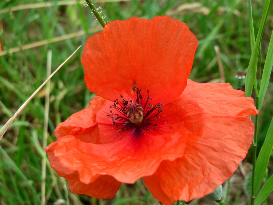 Klatschmohn (Papaver rhoeas) in Hockenheim-Talhaus