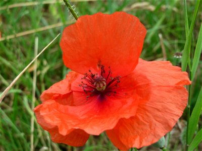 Klatschmohn (Papaver rhoeas) in Hockenheim-Talhaus