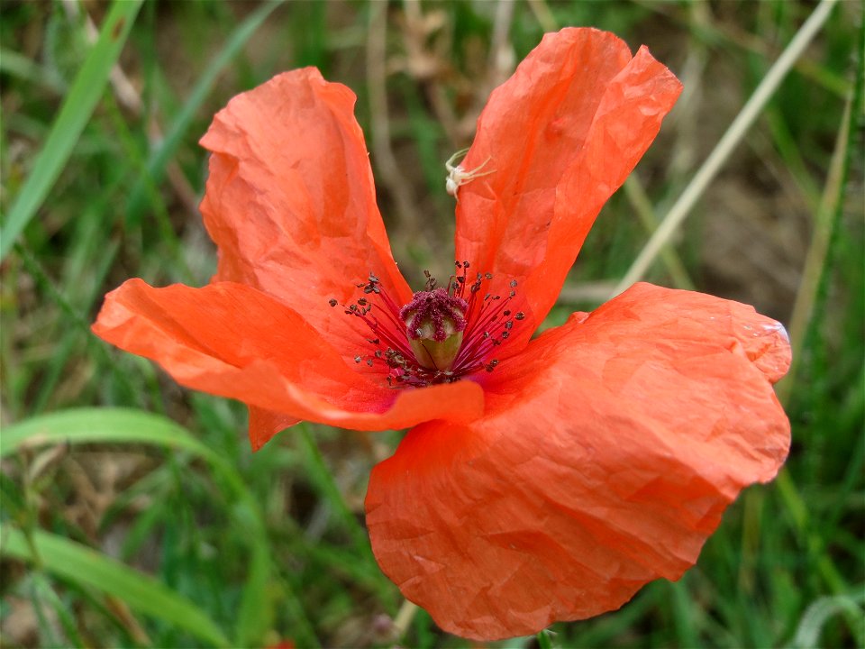 Klatschmohn (Papaver rhoeas) in Hockenheim-Talhaus