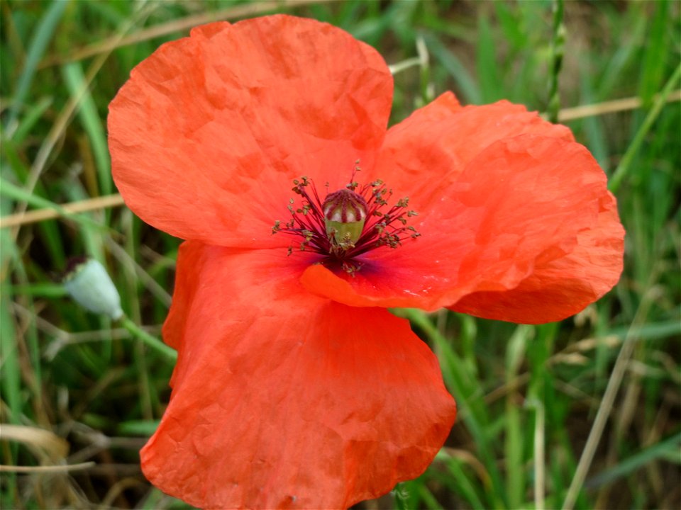 Klatschmohn (Papaver rhoeas) in Hockenheim-Talhaus
