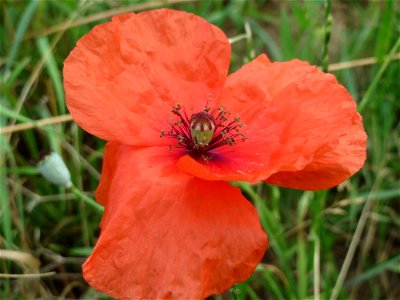 Klatschmohn (Papaver rhoeas) in Hockenheim-Talhaus