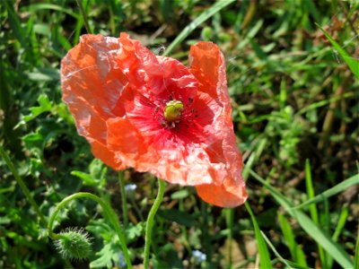 Klatschmohn (Papaver rhoeas) am Schalkenmehrener Maar photo