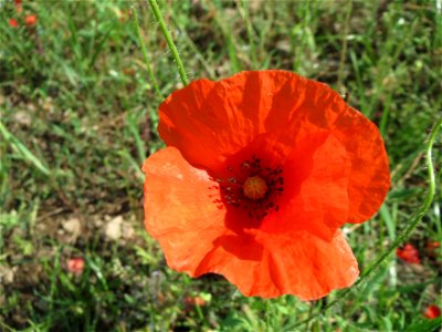 Klatschmohn (Papaver rhoeas) am Schalkenmehrener Maar