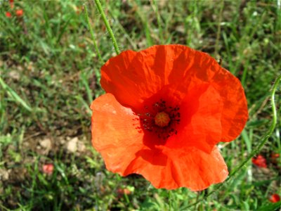 Klatschmohn (Papaver rhoeas) am Schalkenmehrener Maar photo