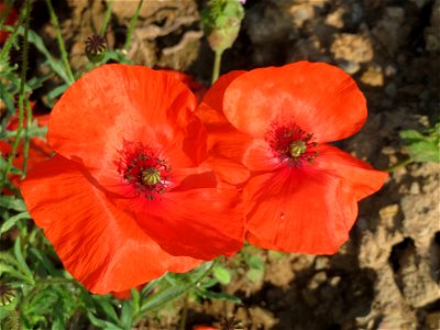 Klatschmohn (Papaver rhoeas) in Schalkenmehren photo