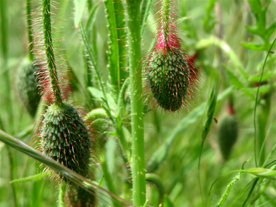 Klatschmohn (Papaver rhoeas) im Landschaftsschutzgebiet Hockenheimer Rheinbogen