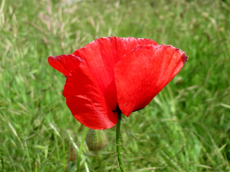 Klatschmohn (Papaver rhoeas) im Landschaftsschutzgebiet Hockenheimer Rheinbogen
