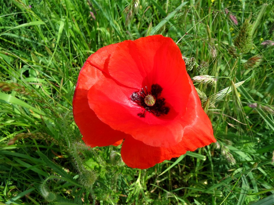 Klatschmohn (Papaver rhoeas) im Landschaftsschutzgebiet Hockenheimer Rheinbogen