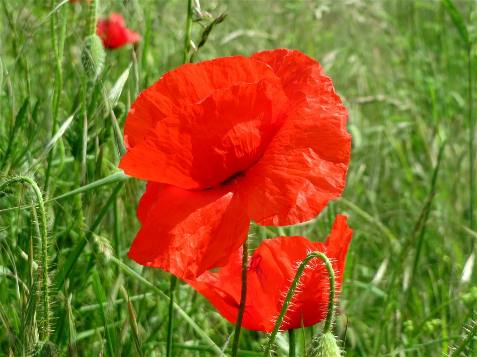 Klatschmohn (Papaver rhoeas) im Landschaftsschutzgebiet Hockenheimer Rheinbogen