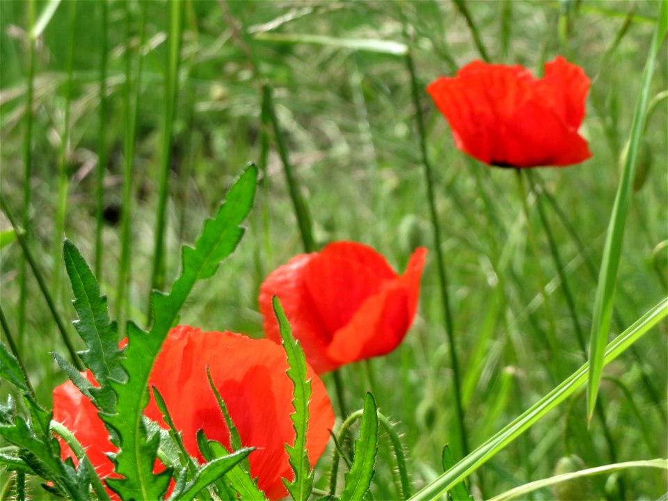 Klatschmohn (Papaver rhoeas) im Landschaftsschutzgebiet Hockenheimer Rheinbogen