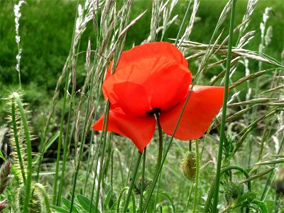 Klatschmohn (Papaver rhoeas) im Landschaftsschutzgebiet Hockenheimer Rheinbogen