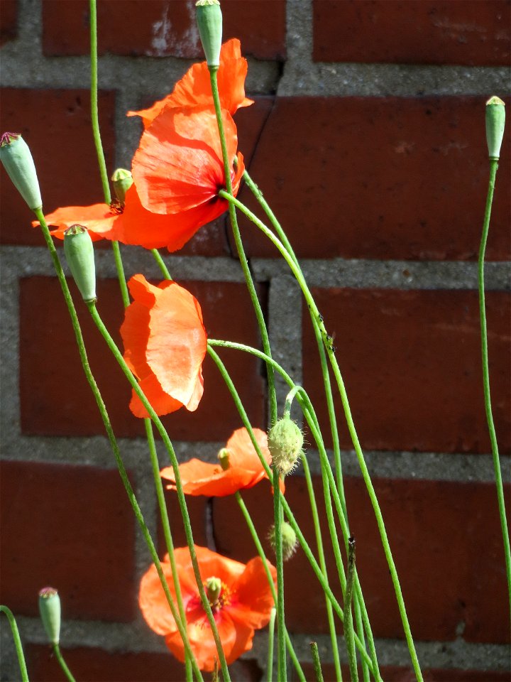 Klatschmohn (Papaver rhoeas) in Saarbrücken