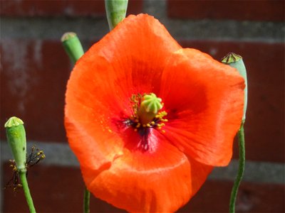 Klatschmohn (Papaver rhoeas) in Saarbrücken