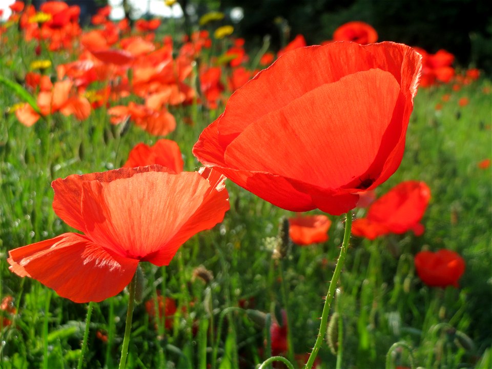 Klatschmohn (Papaver rhoeas) in Hockenheim