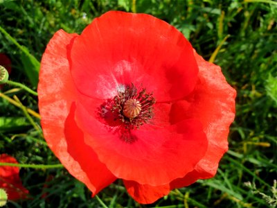 Klatschmohn (Papaver rhoeas) in Hockenheim