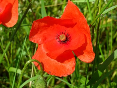 Klatschmohn (Papaver rhoeas) im Landschaftsschutzgebiet Hockenheimer Rheinbogen