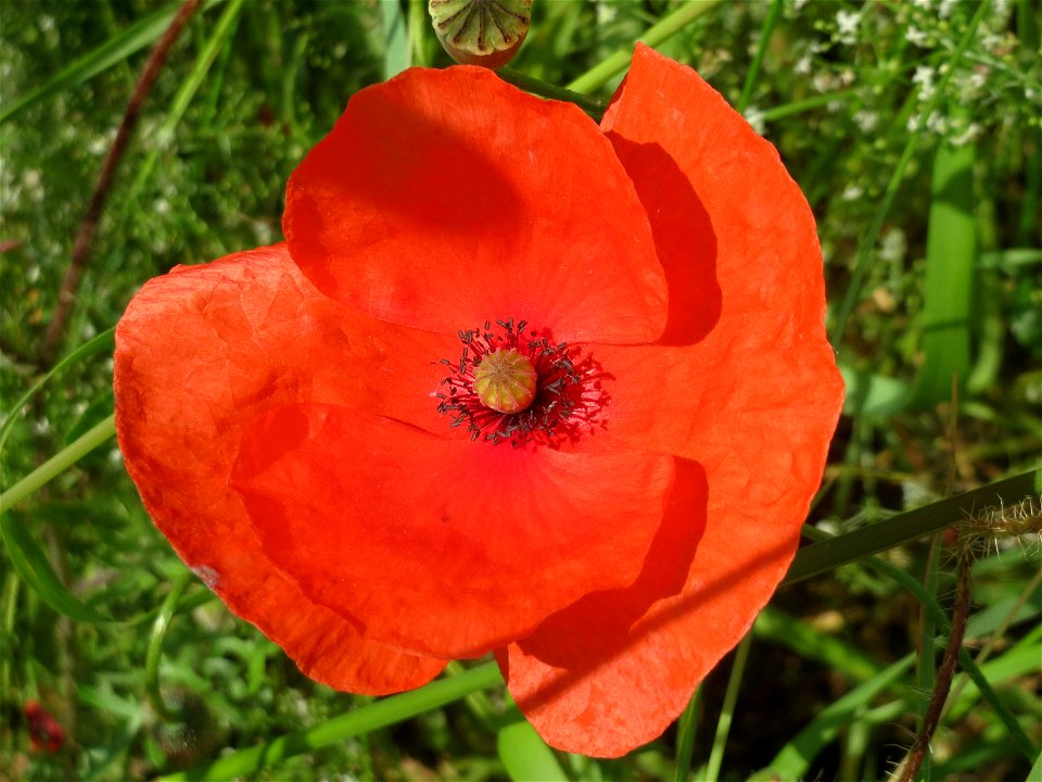 Klatschmohn (Papaver rhoeas) im Landschaftsschutzgebiet Hockenheimer Rheinbogen