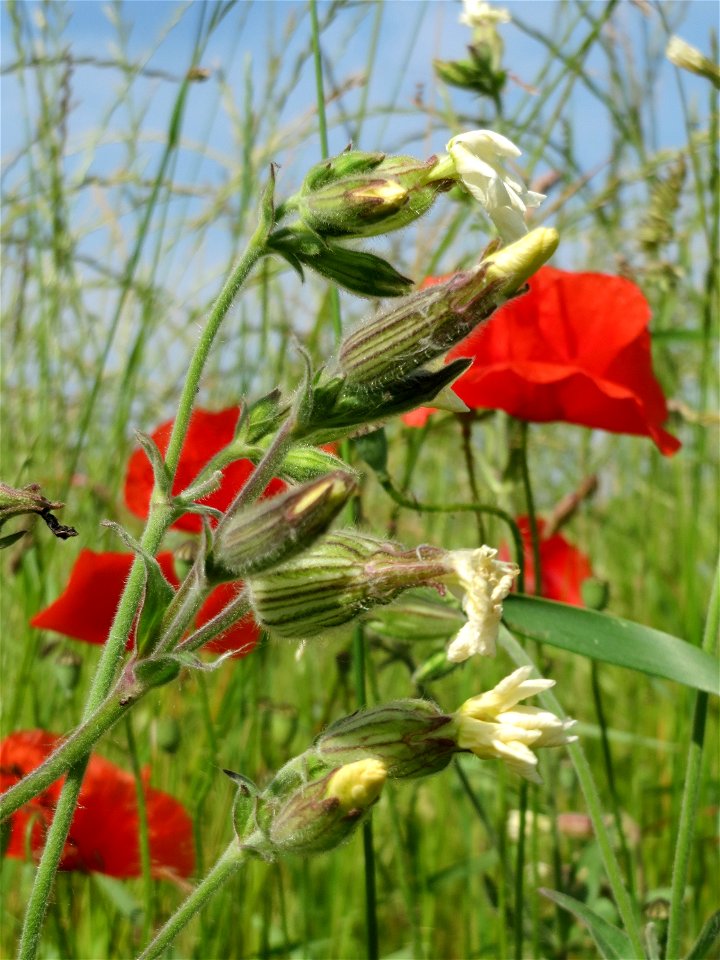 Weiße Lichtnelke (Silene latifolia) und Klatschmohn (Papaver rhoeas) im Landschaftsschutzgebiet Hockenheimer Rheinbogen