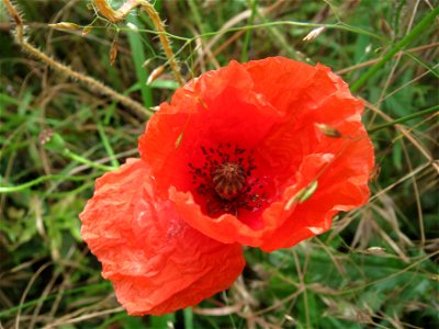 Klatschmohn (Papaver rhoeas) in Hockenheim