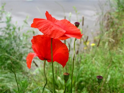 Klatschmohn (Papaver rhoeas) an der saar in Saarbrücken